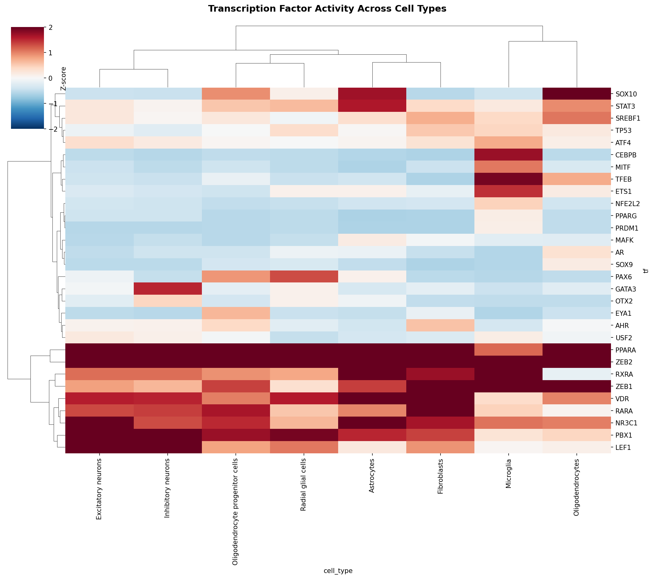 TF Activity Heatmap