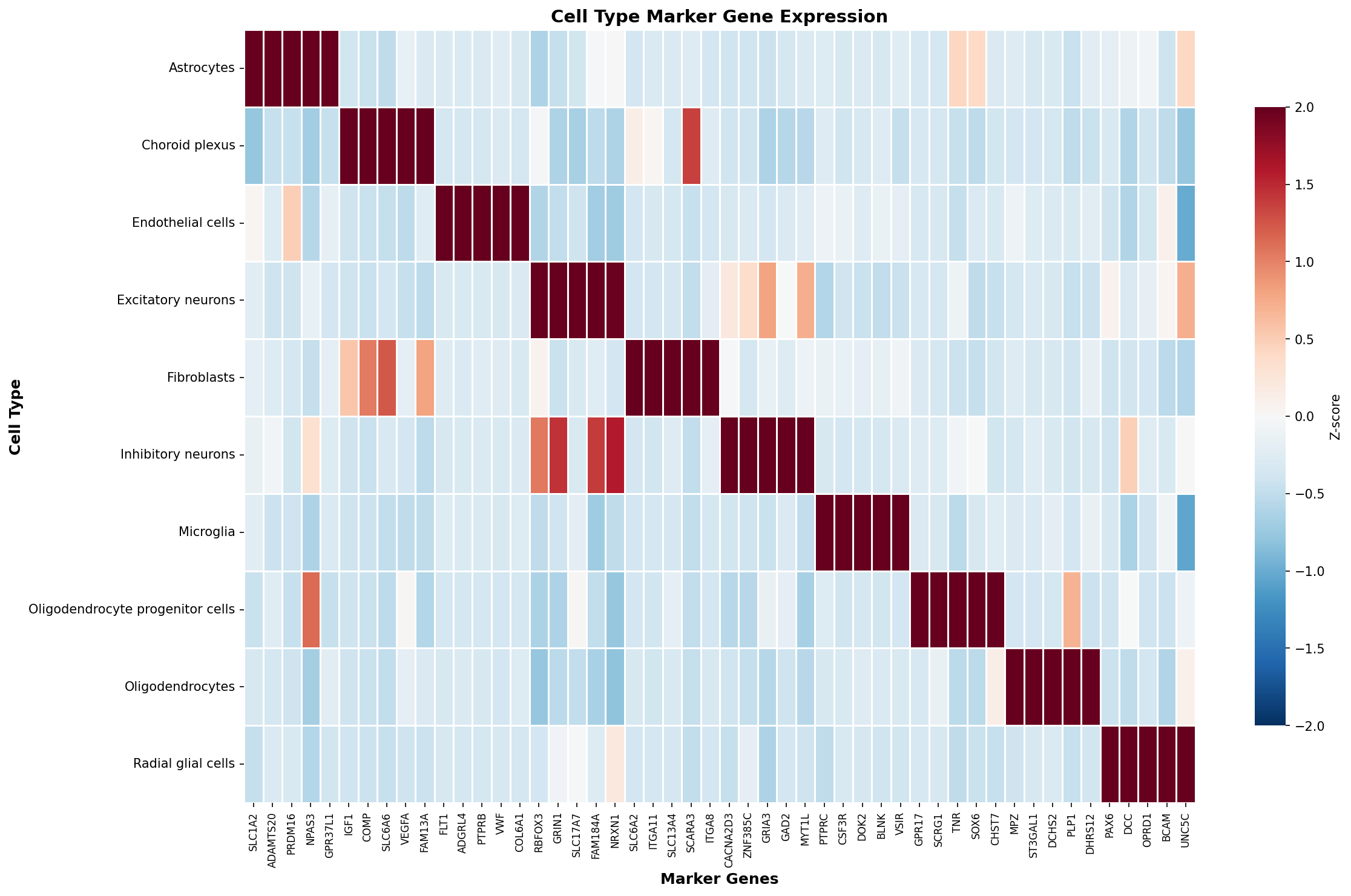 Marker Gene Heatmap
