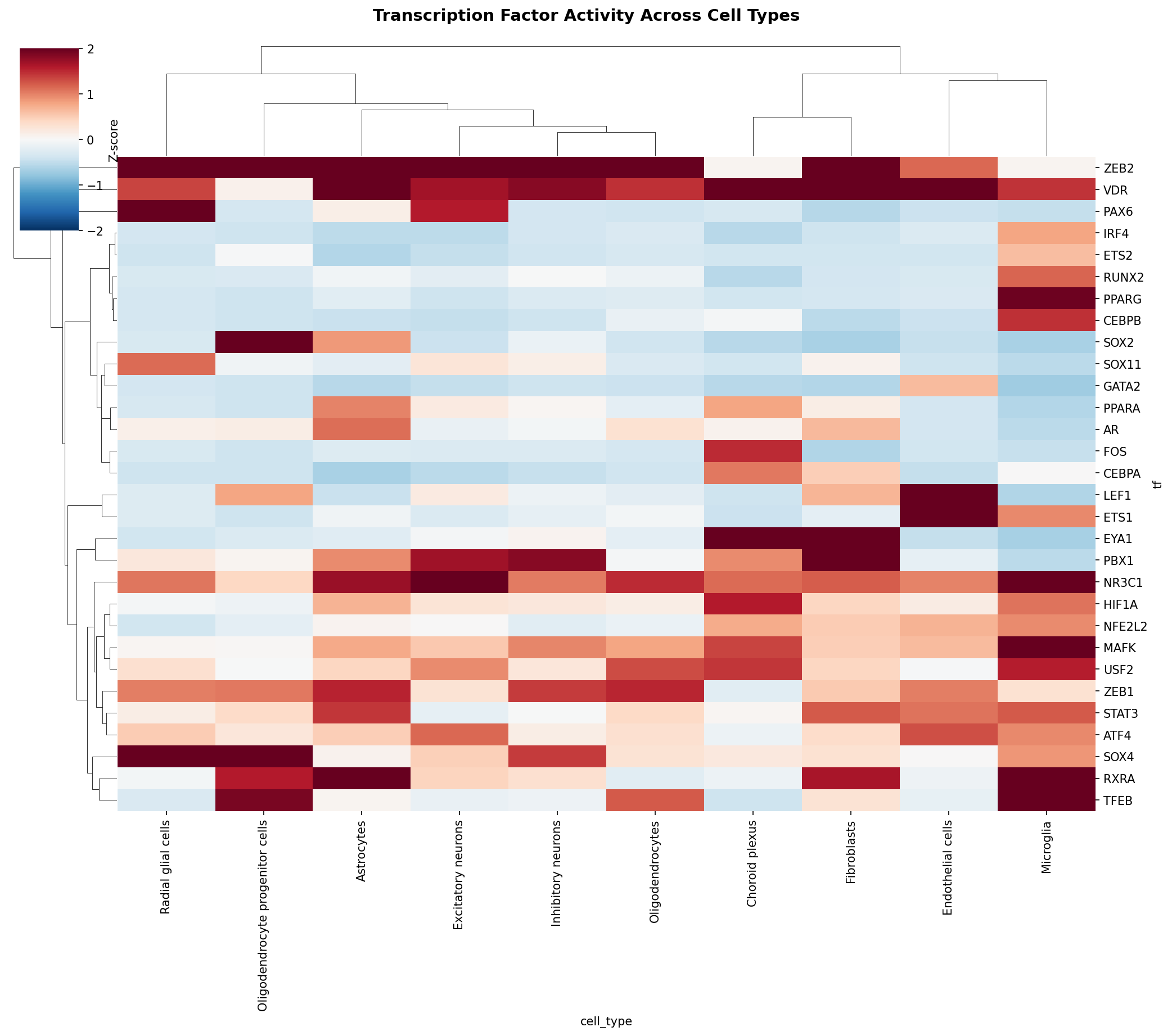 TF Activity Heatmap