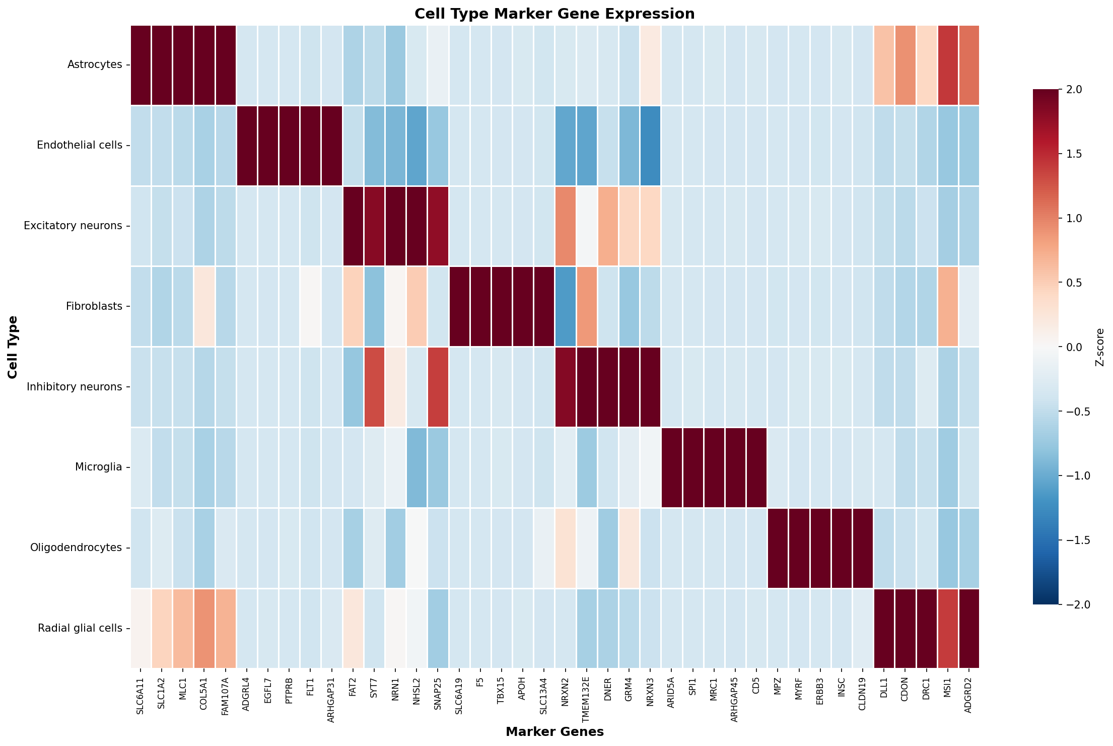 Marker Gene Heatmap