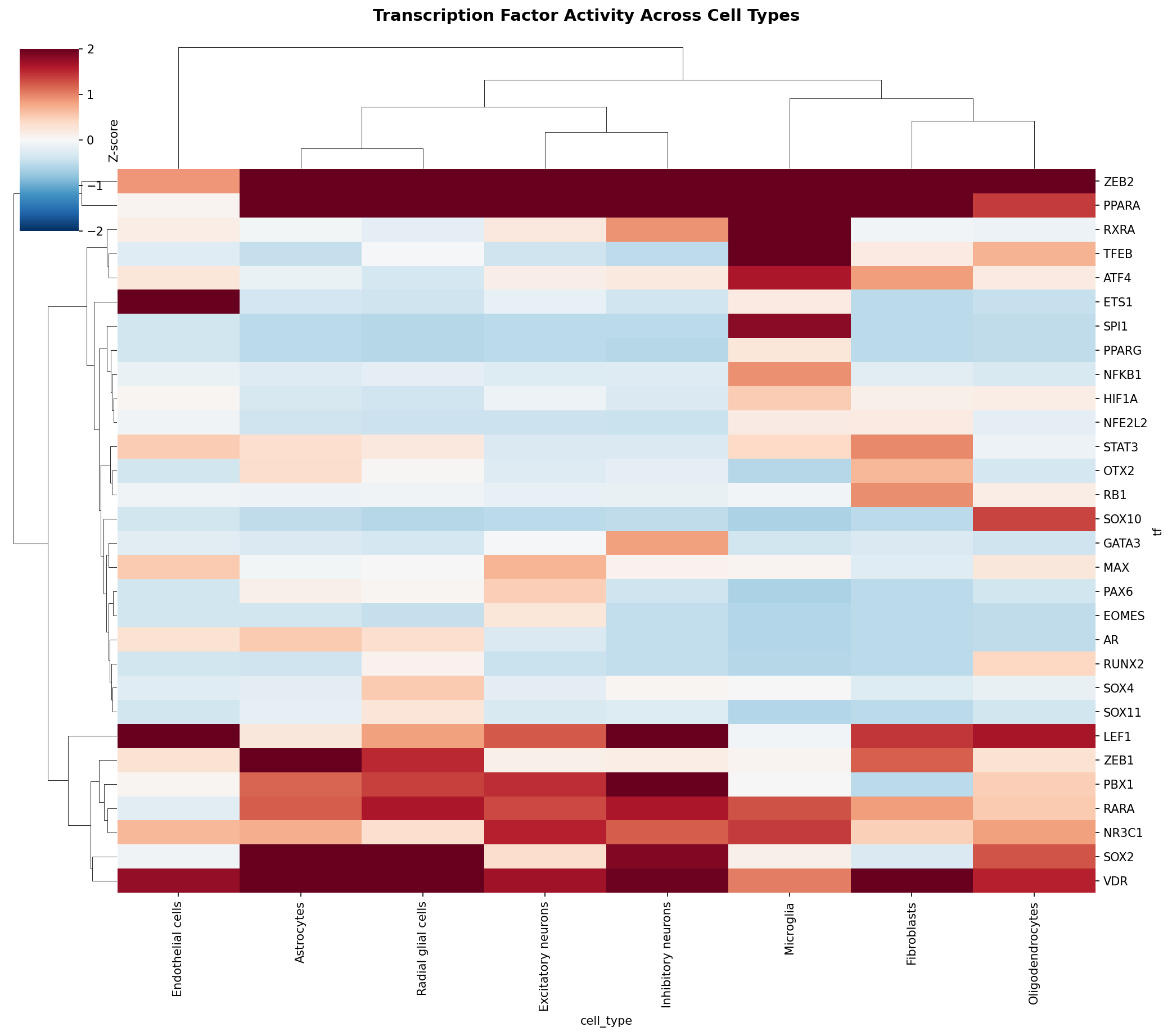 TF Activity Heatmap