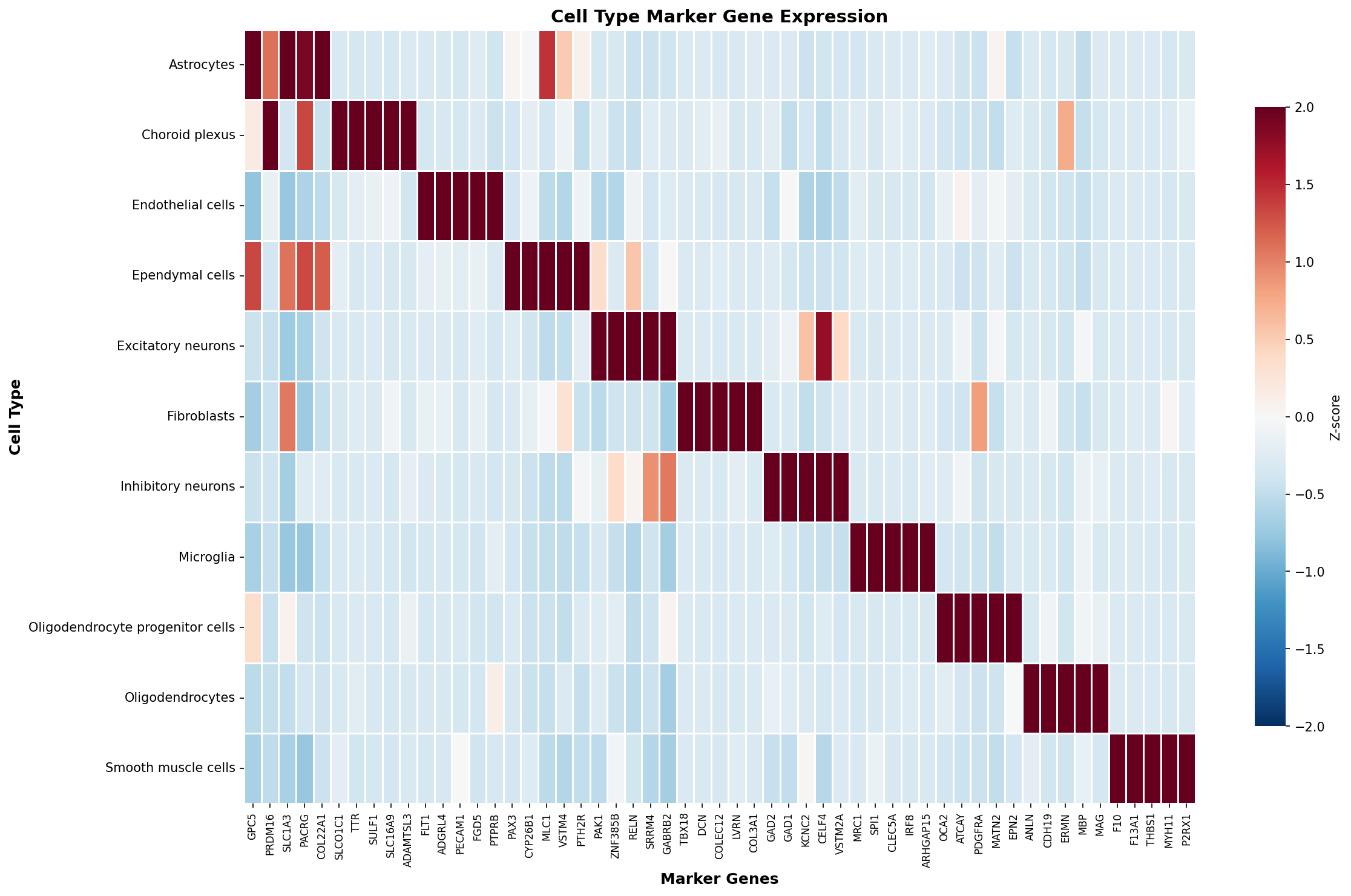 Marker Gene Heatmap