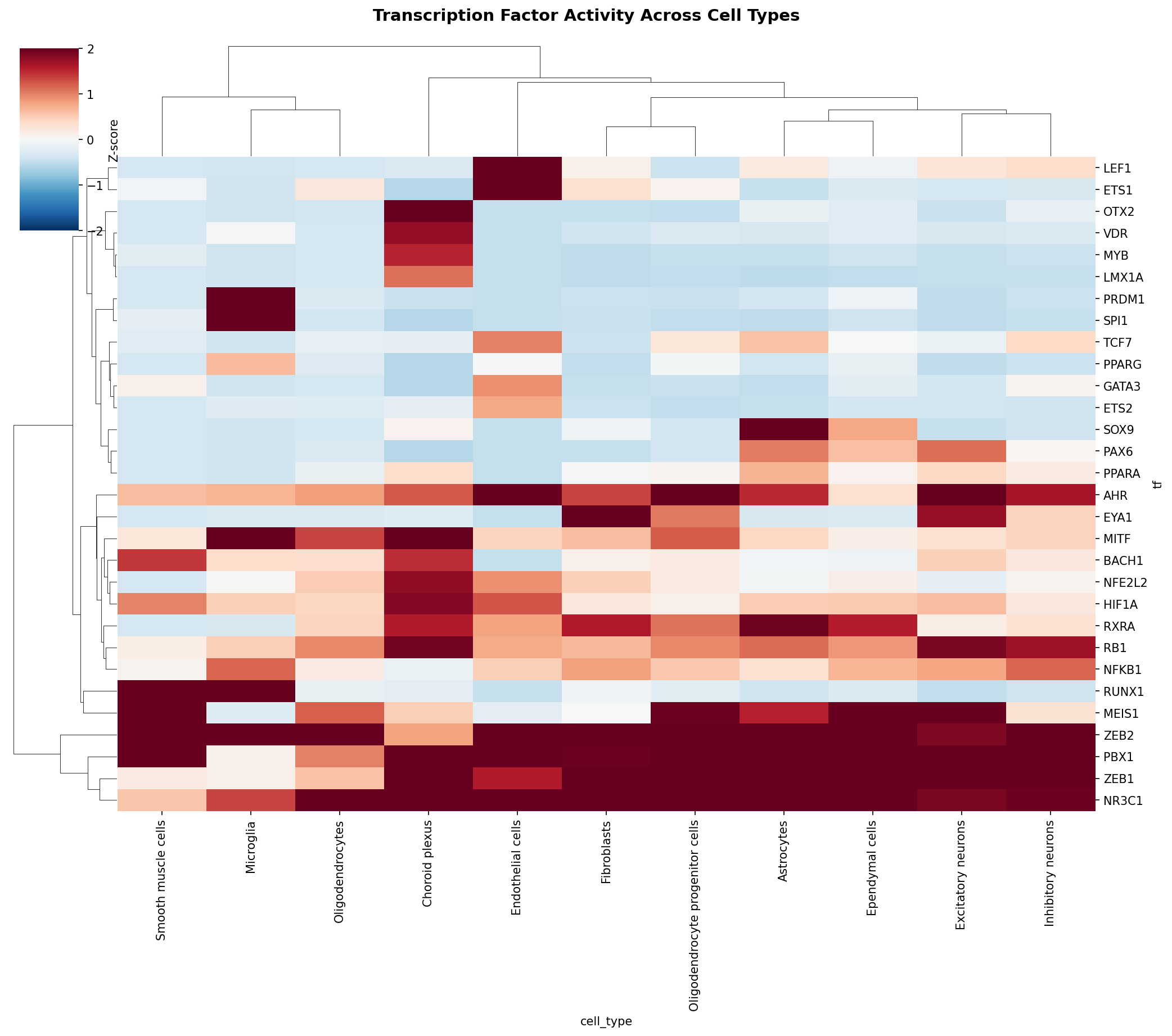 TF Activity Heatmap