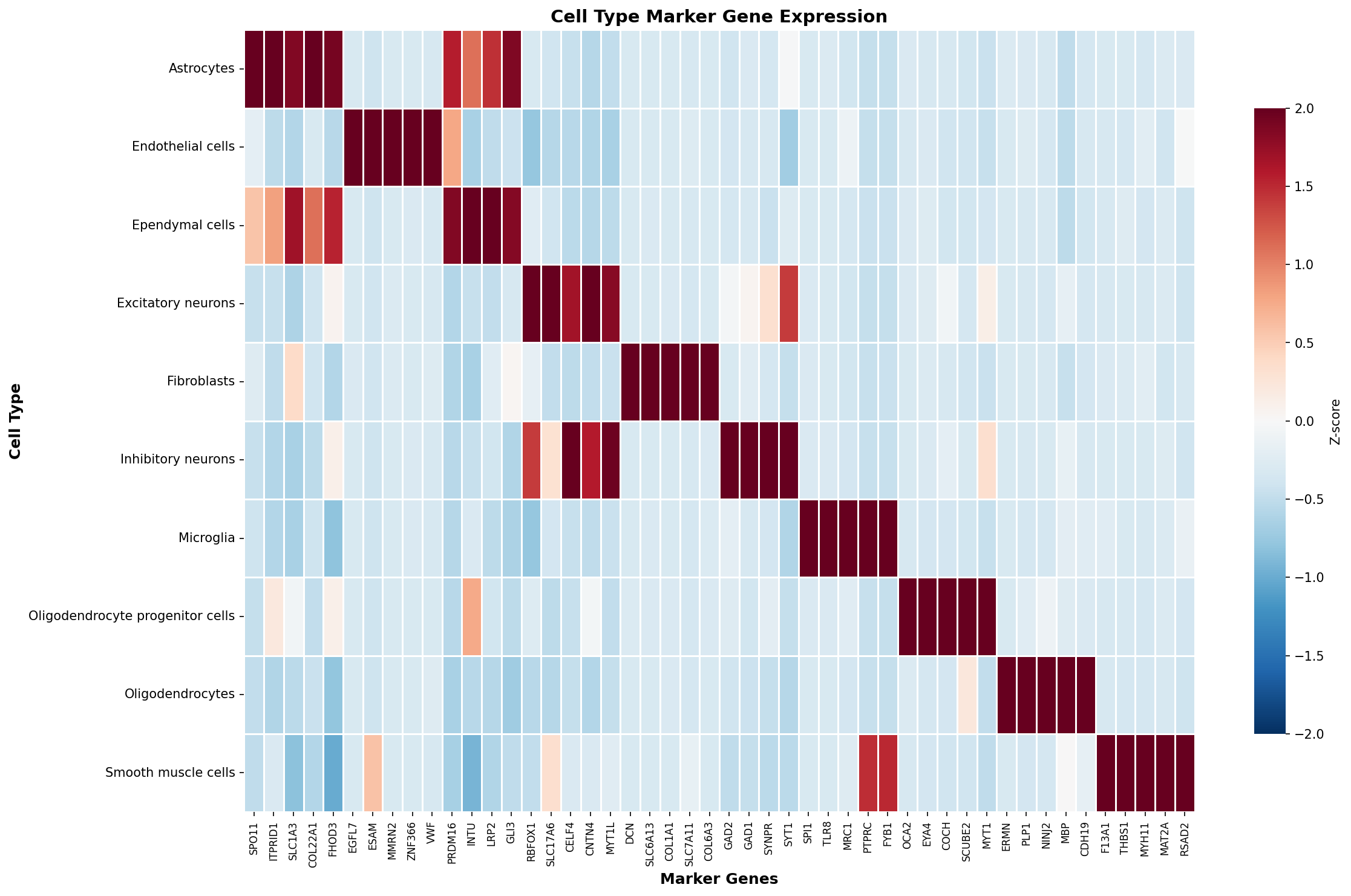 Marker Gene Heatmap