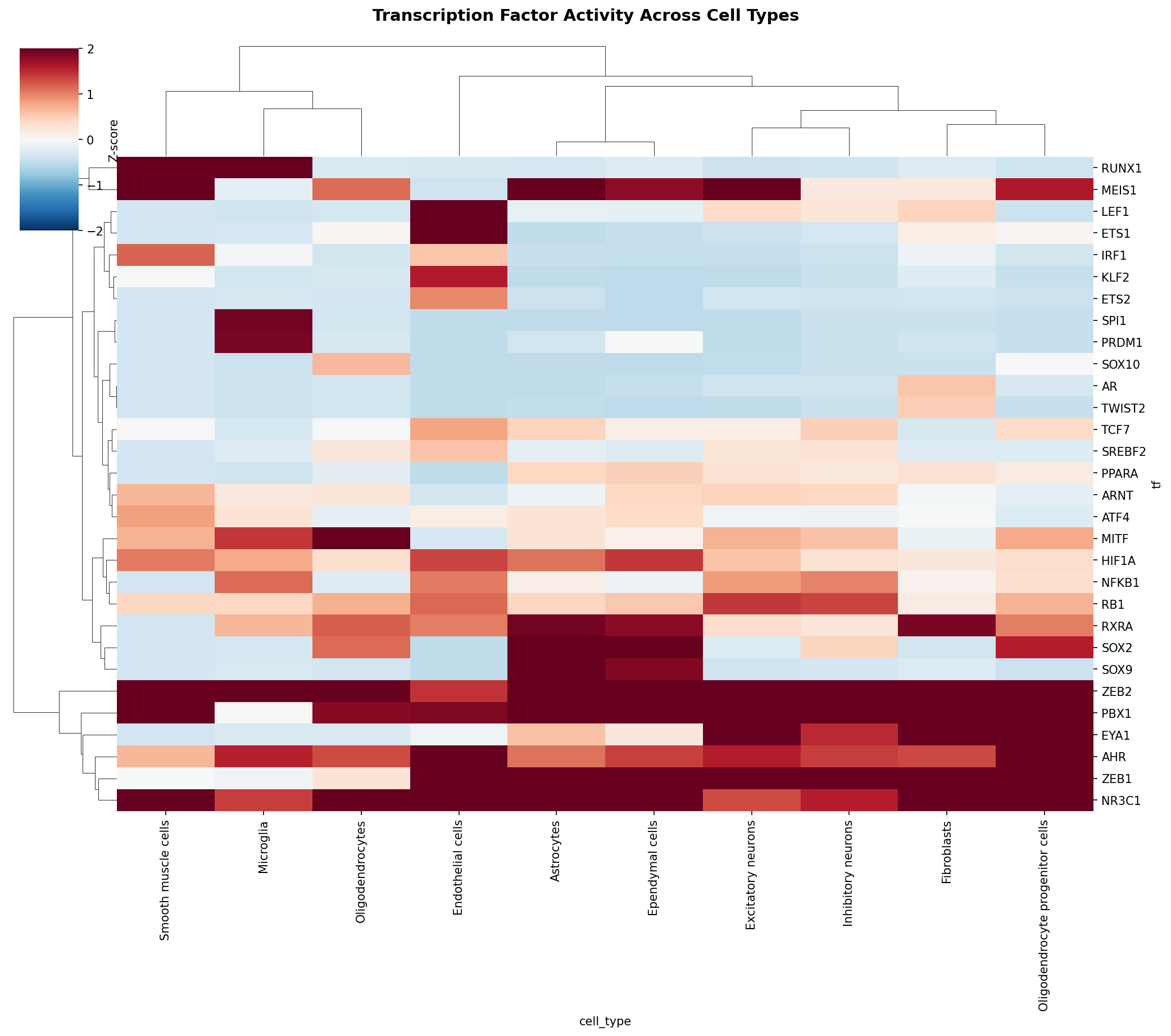 TF Activity Heatmap