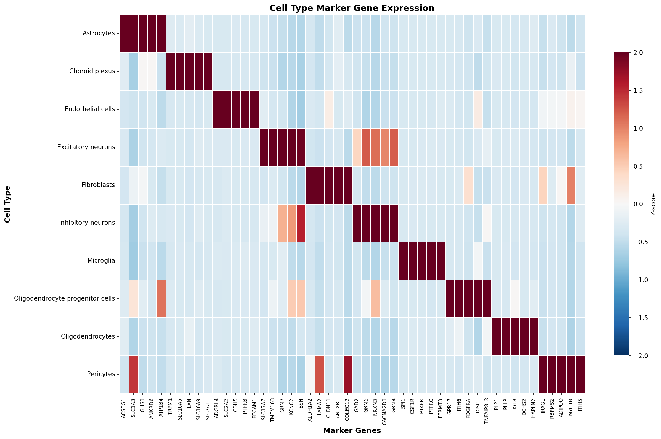 Marker Gene Heatmap