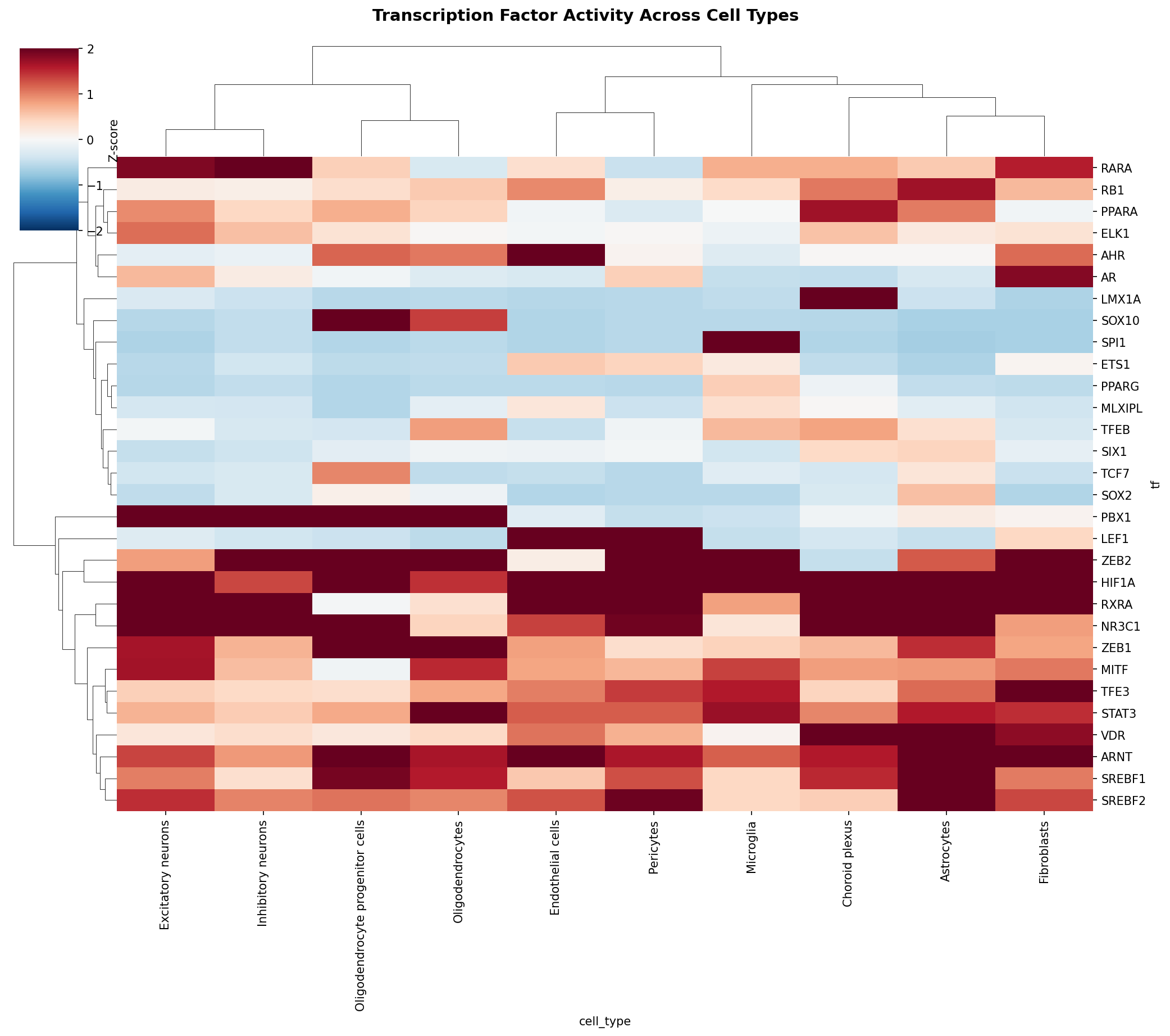 TF Activity Heatmap
