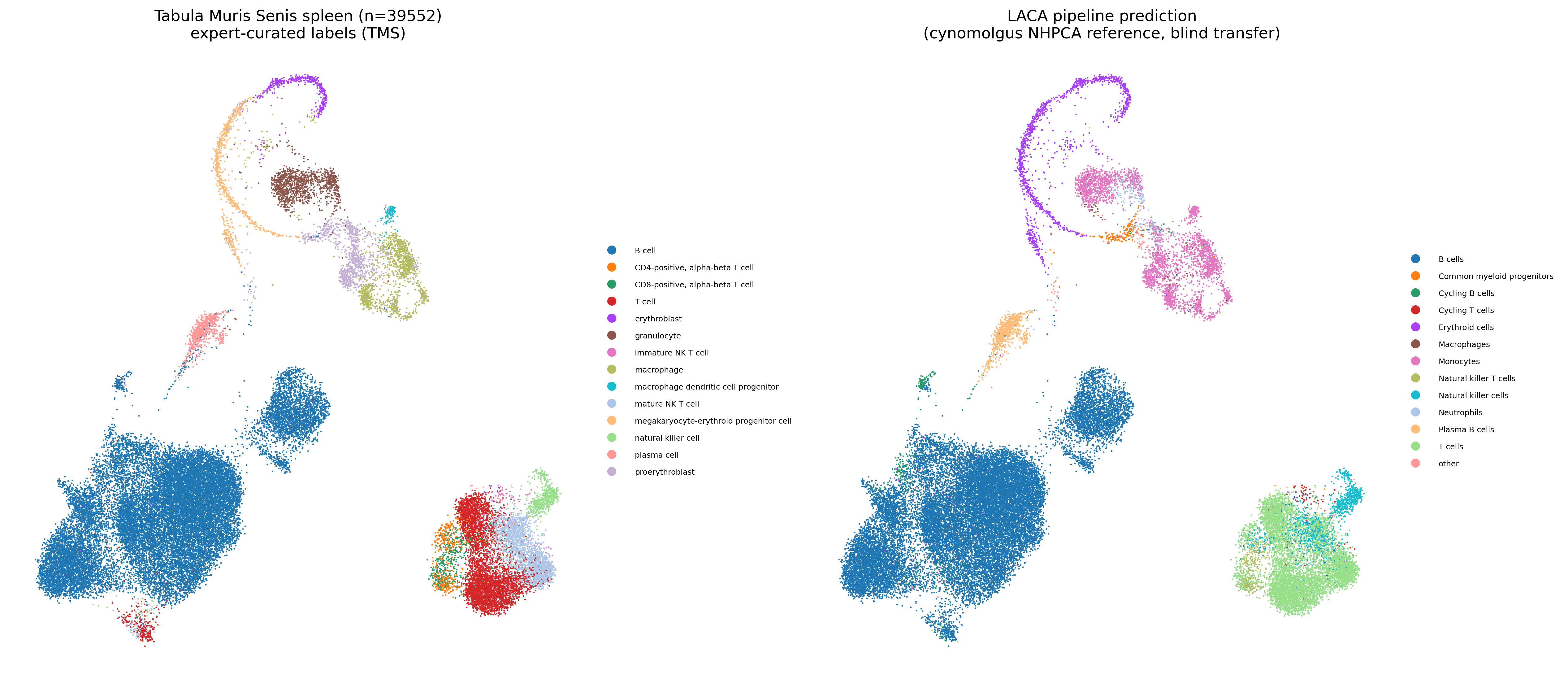 TMS spleen expert vs predicted UMAP