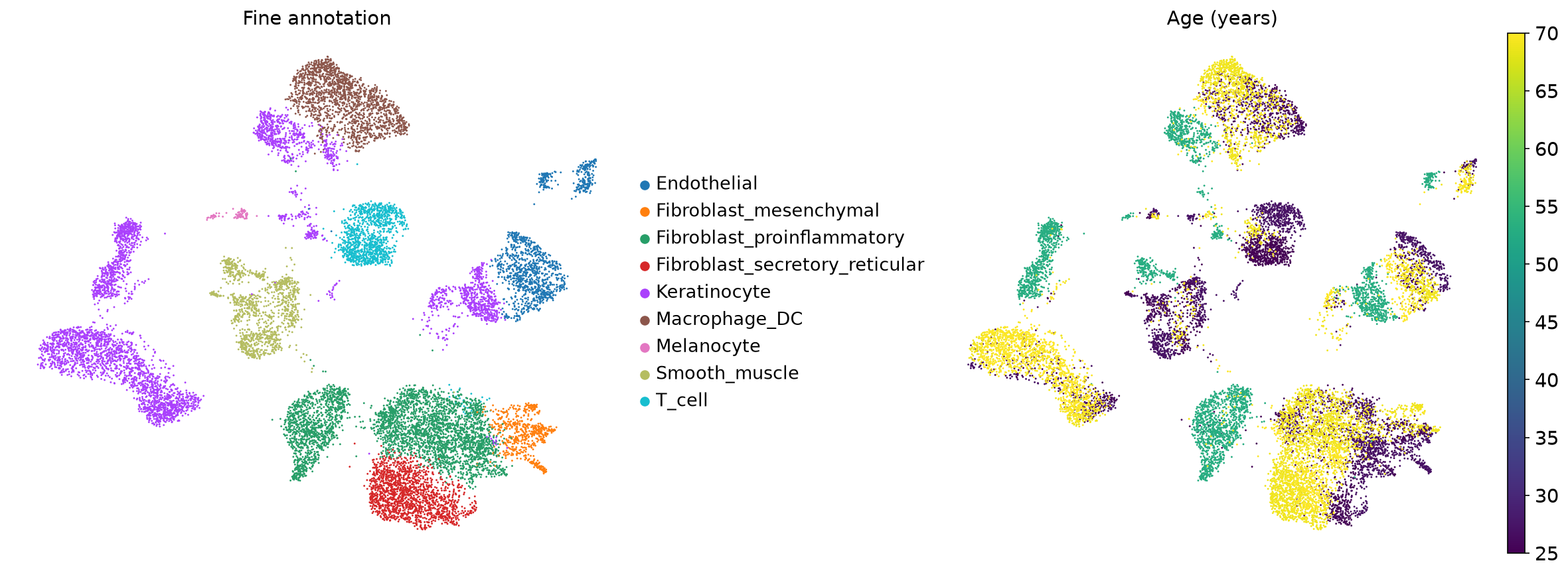 UMAP fibroblast subtypes