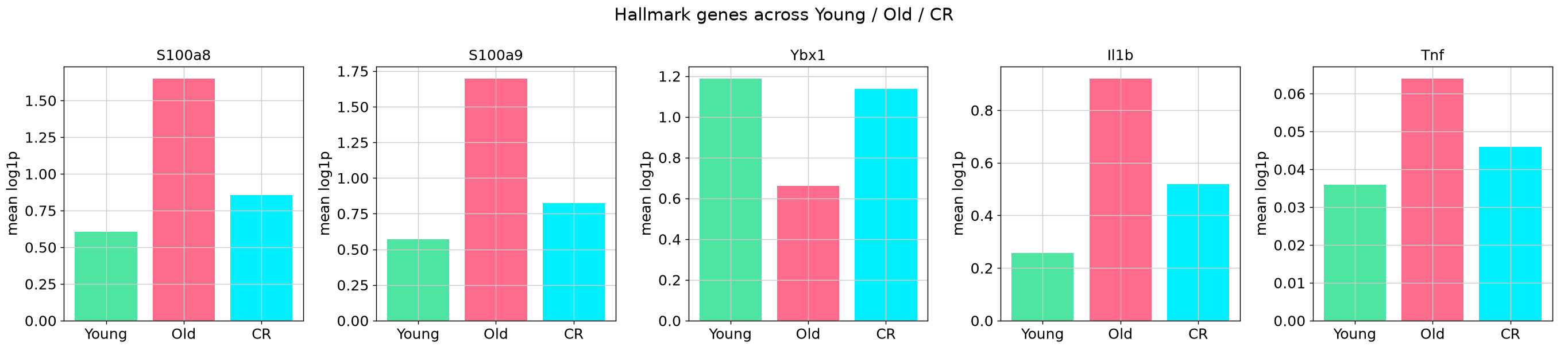 Hallmark S100 / Ybx1 across Young Old CR