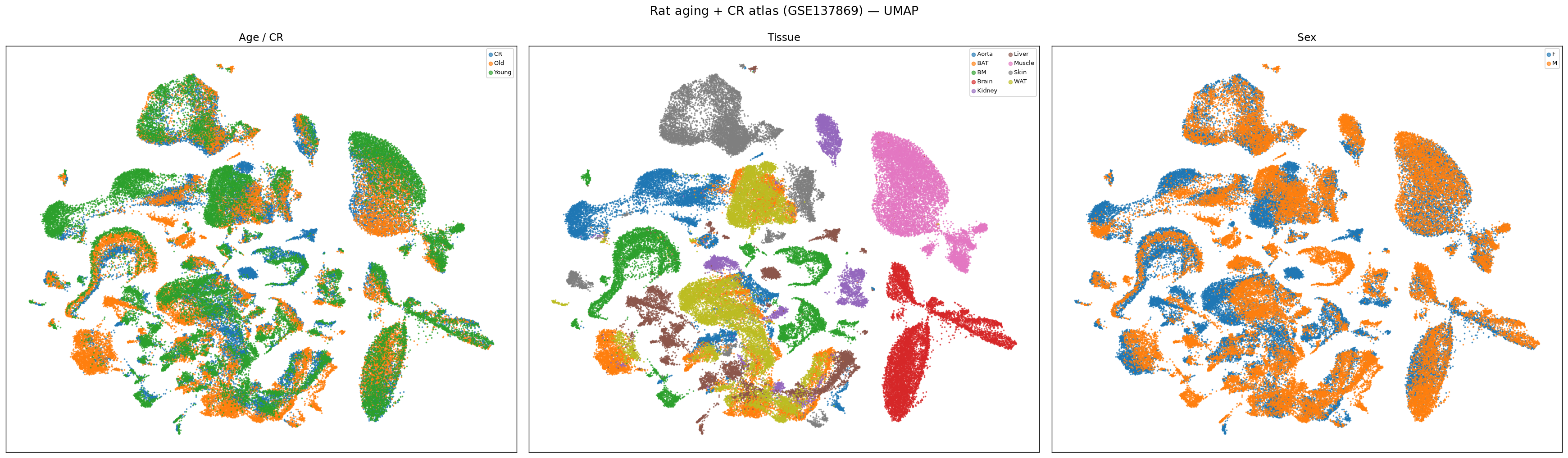 Rat CR aging UMAP overview