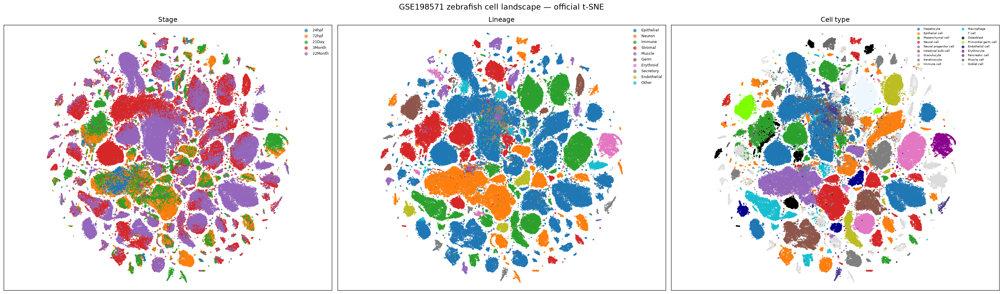 Zebrafish aging atlas t-SNE overview