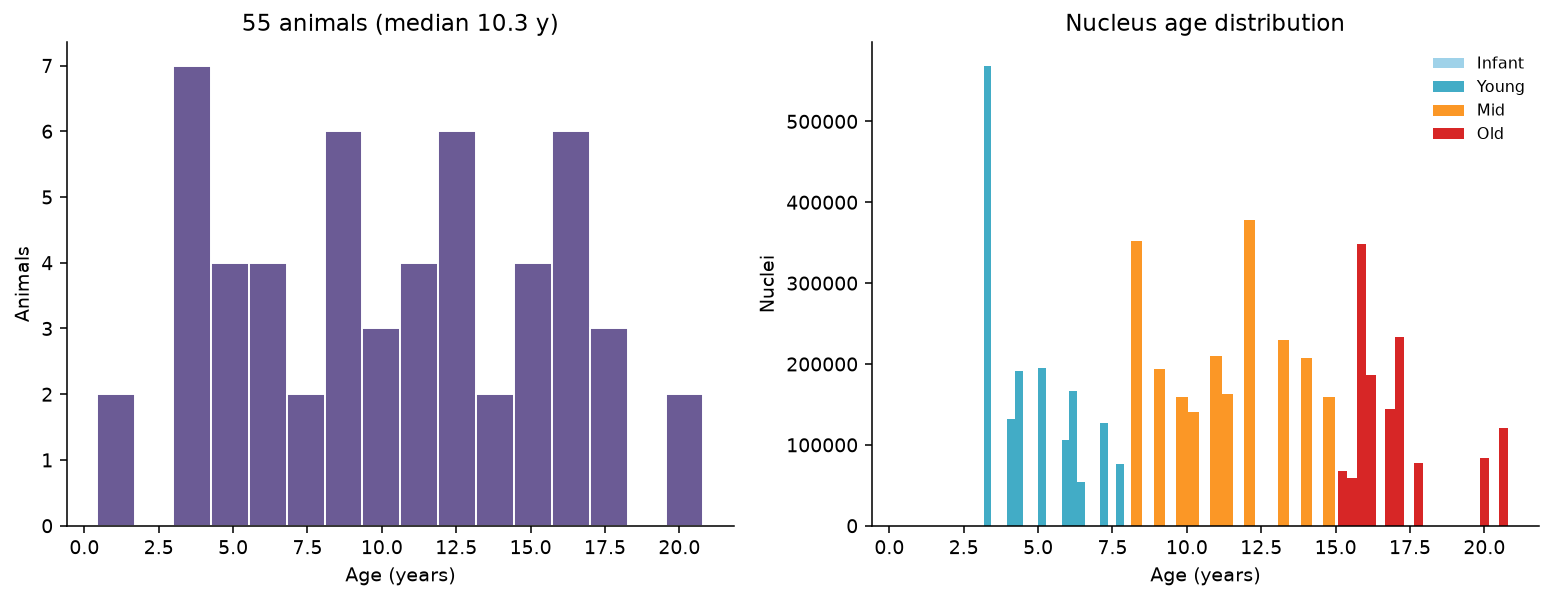 Age distribution of animals and nuclei