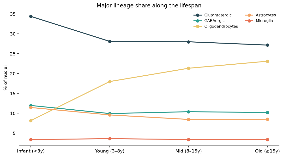 Lineage share along the lifespan