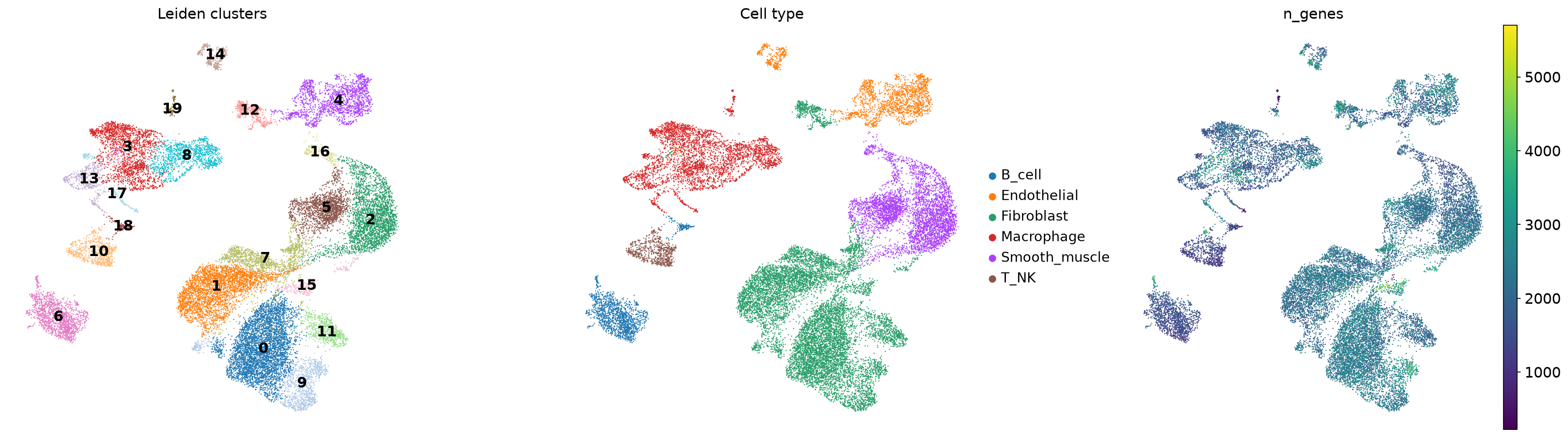 Rat aorta UMAP overview