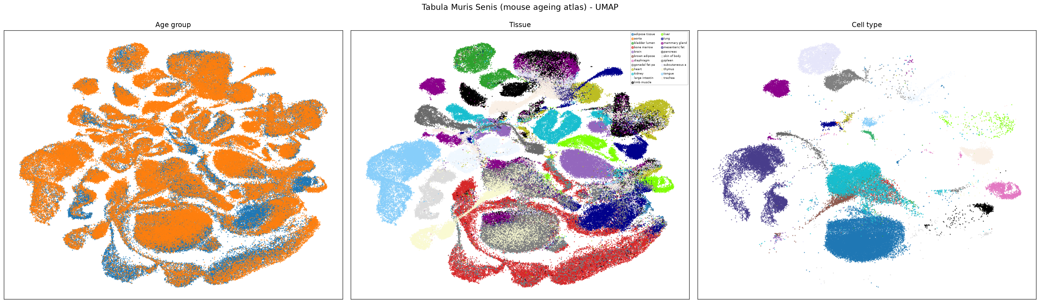 Tabula Muris Senis UMAP overview