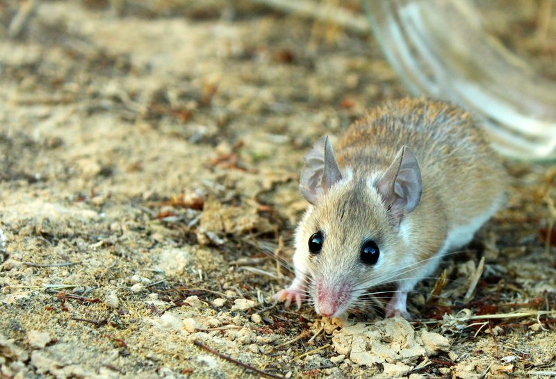 Spiny mouse