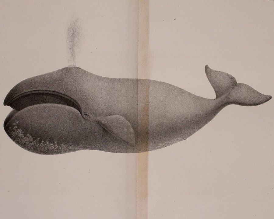 Bowhead whale