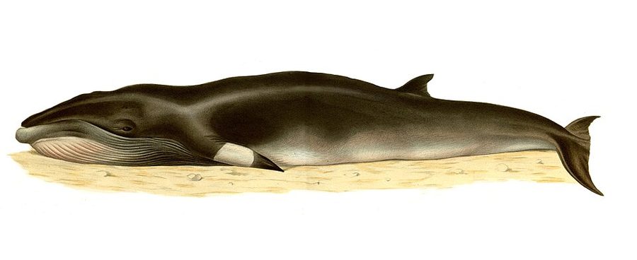 Minke whale