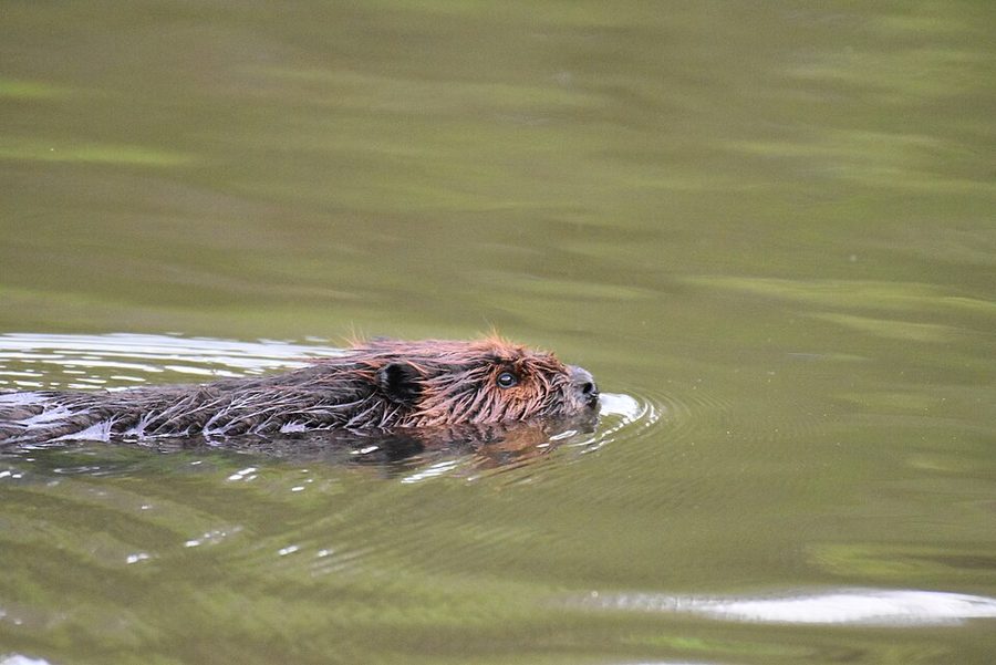 Canadian beaver