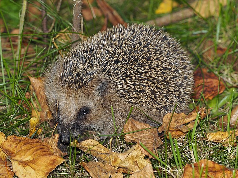 Western European hedgehog