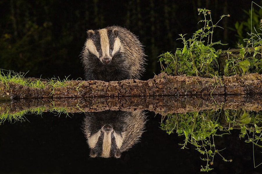Asian badger
