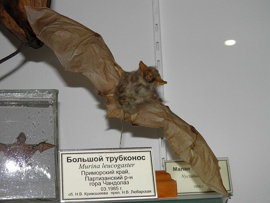 Greater tube-nosed bat