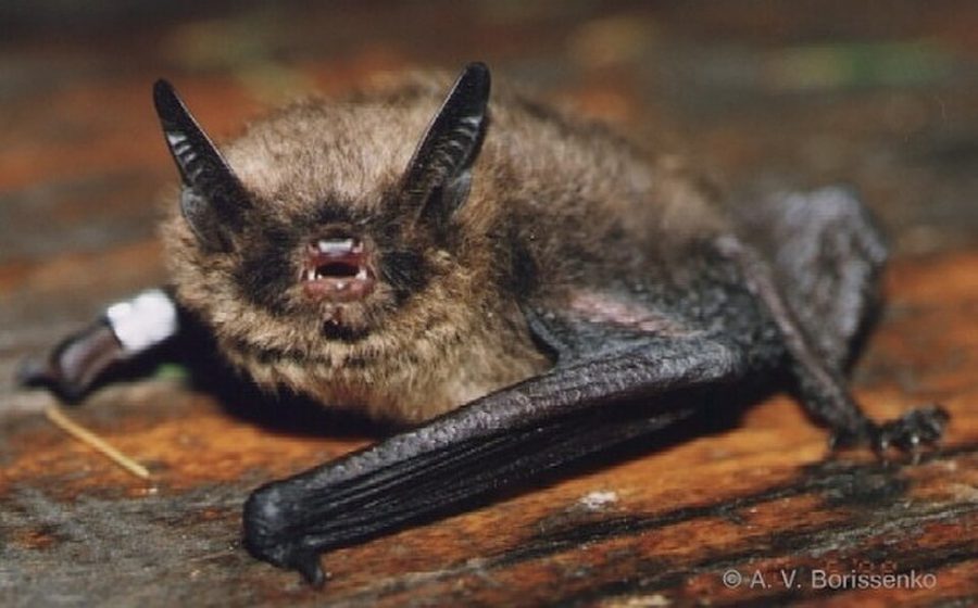 Brandt’s bat