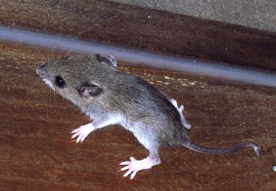 White-footed mouse
