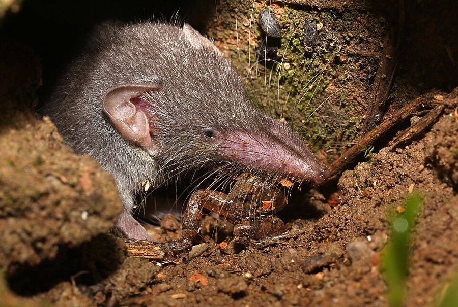 House shrew