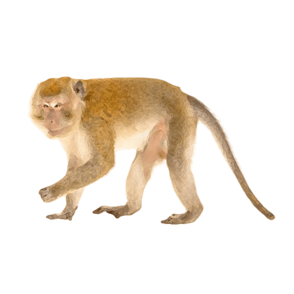 Crab-eating macaque
