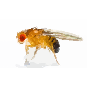 Illustration of Fruit fly