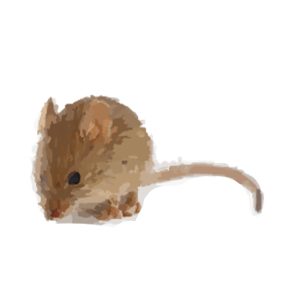 House mouse