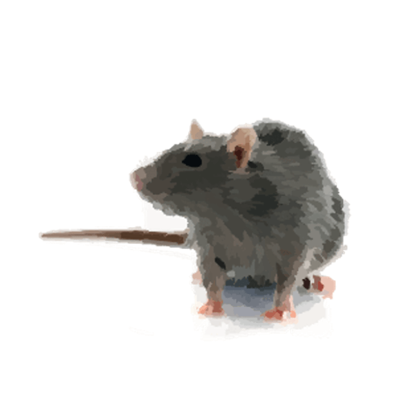Norway rat