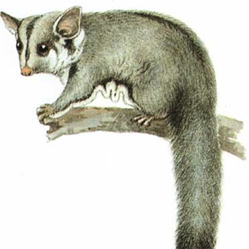 Sugar glider