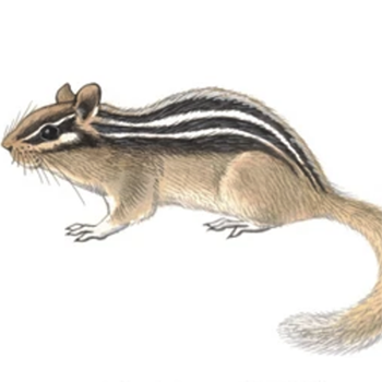 Siberian chipmunk
