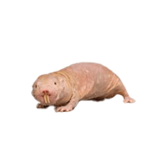 Naked mole rat