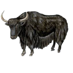 Domestic yak